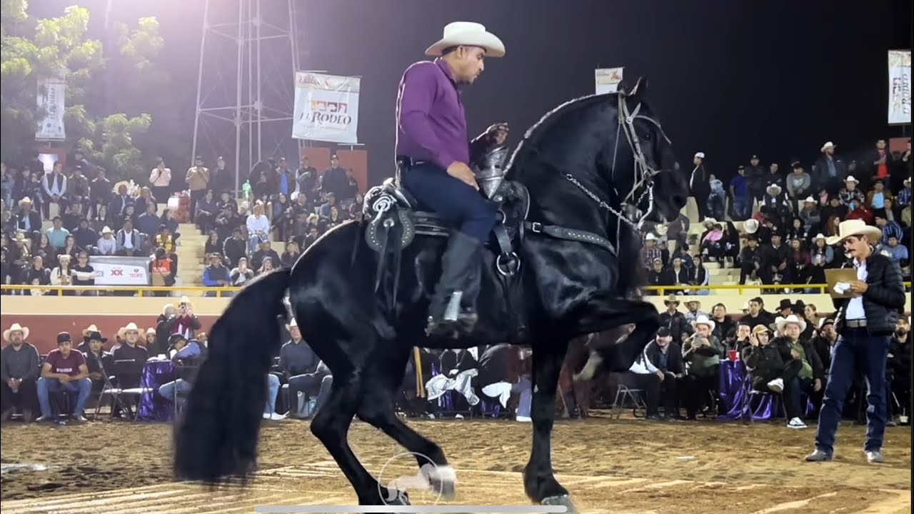 ⭐️CABALLOS BAILADORES EN LA FERIA 🎡 GANADERA DE CULIACÁN p1