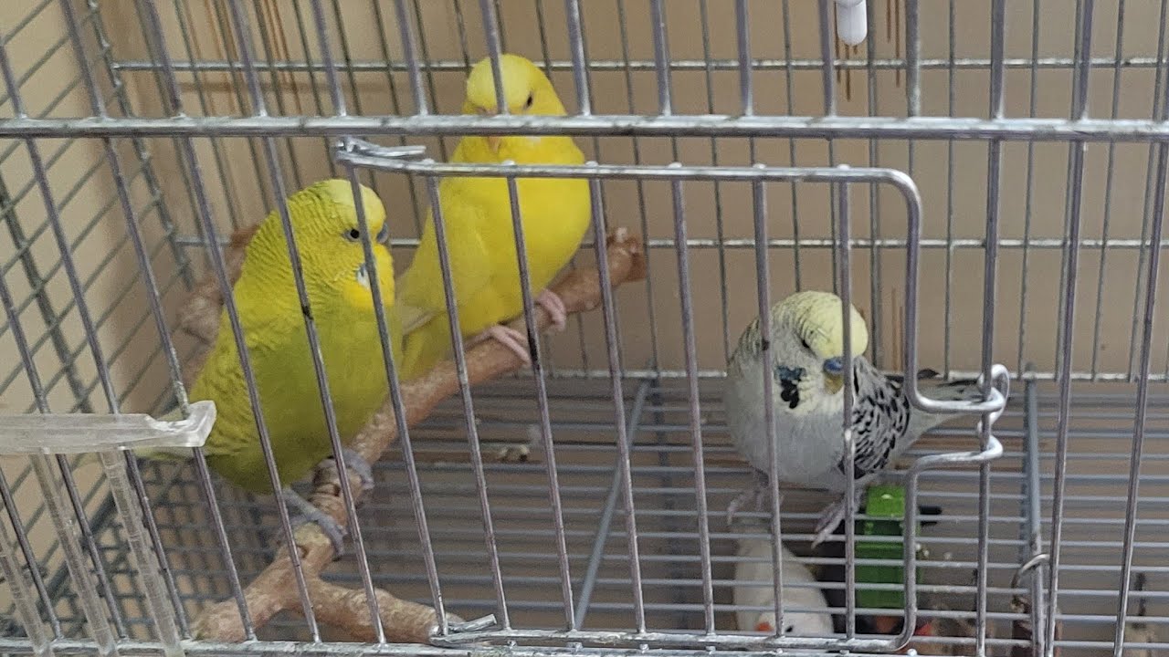 Lipat Natin sa ibang Kulungan