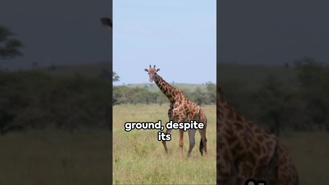 Giraffe's Quirky Quench: A Short Tale #wildlife #biology #science #nature #earth #physics #evolution