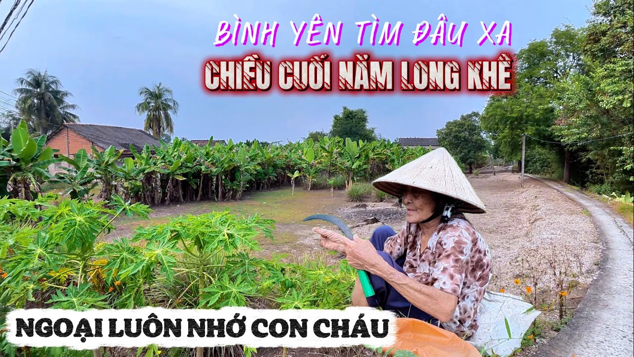 Chiều Quê Cuối Năm Long Khê Xưa - Ở Quê Ngoại Luôn Nhớ Con Cháu - Khám Phá Đường Quê Mùa Lúa Mới .