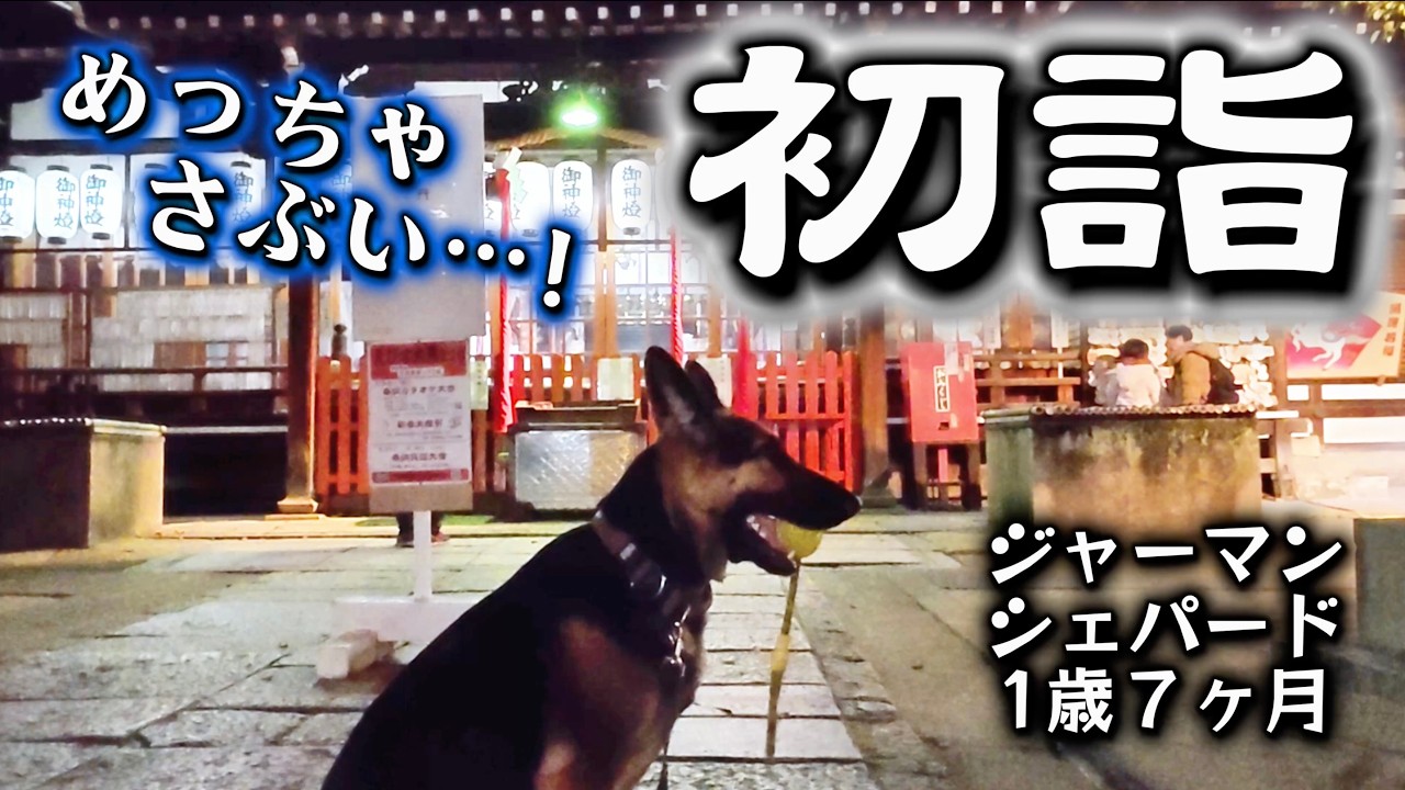2026年もレイちゃんと一緒に健康祈願　ジャーマンシェパードのレイ