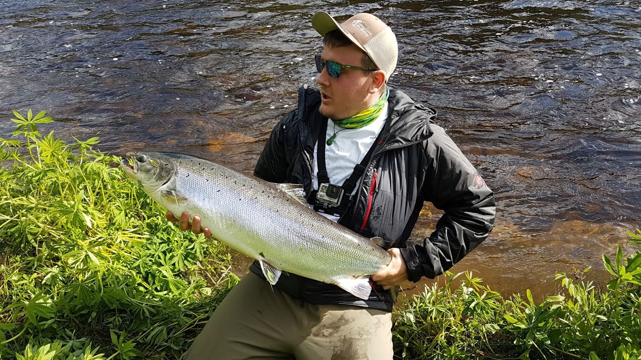 Fly fishing Stjordalselva - Norway - Huge Atlantic salmon!