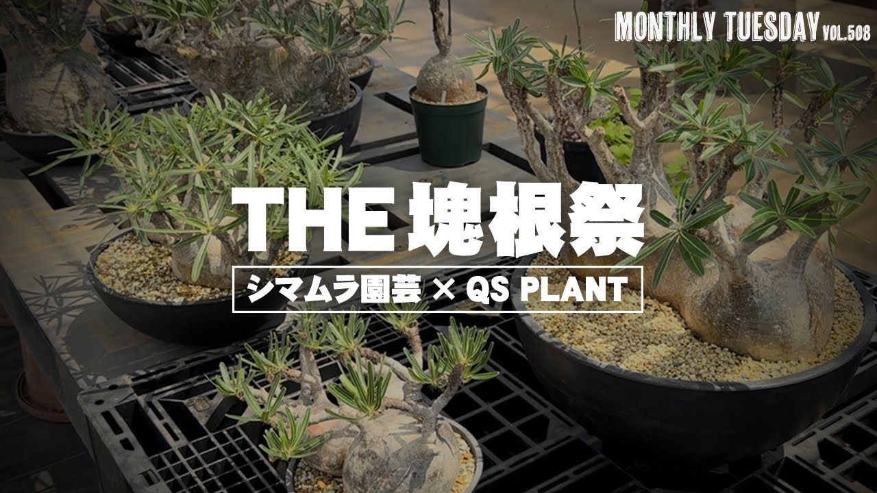 【植物イベント】シマムラ園芸で行われたQS PLANTのパキポディウム グラキリス、塊根植物のイベントに行ってきた！