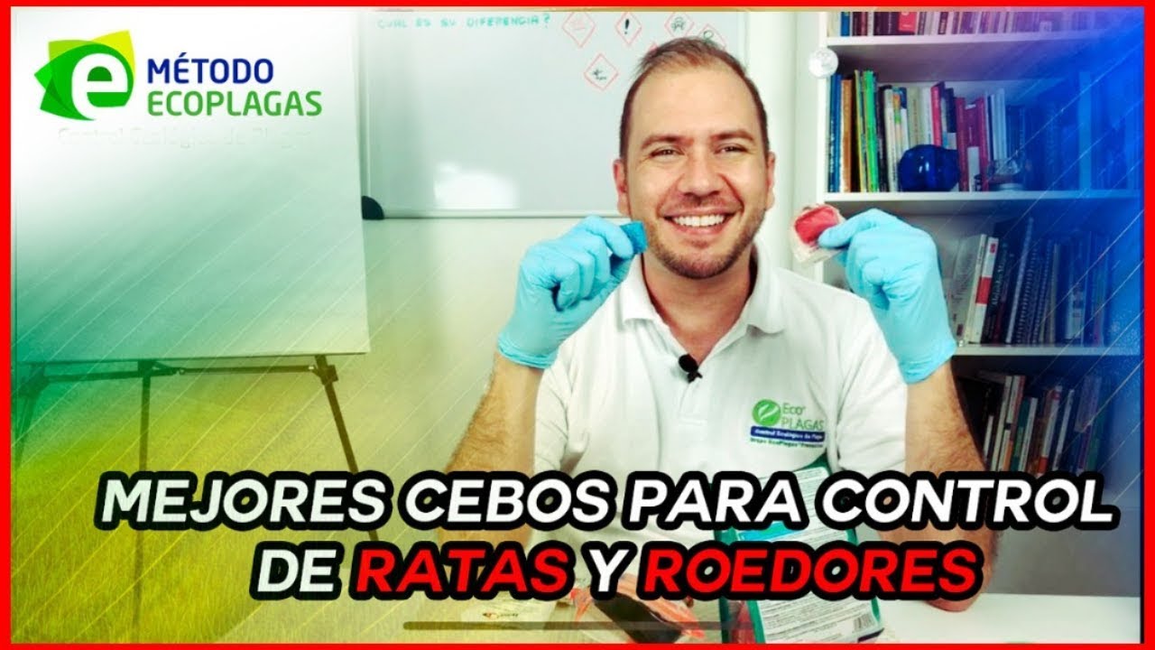 Mejores Cebos para Control de Ratas y Roedores
