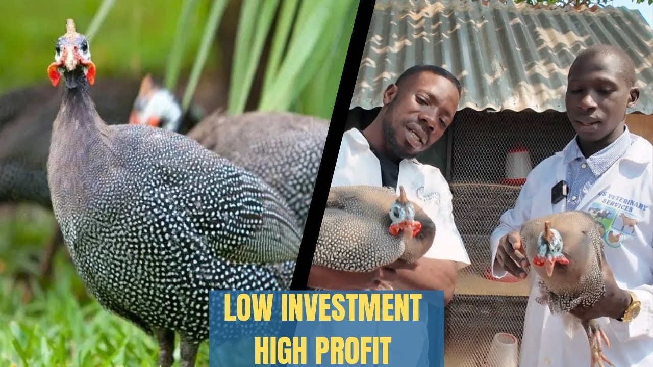 HOW PROFITABLE GUINEA FOWLS ARE!! - Low Investment, High profit.