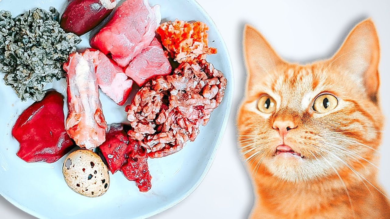 How To Raw Feed Your Cat (Ultimate Beginner's Guide)