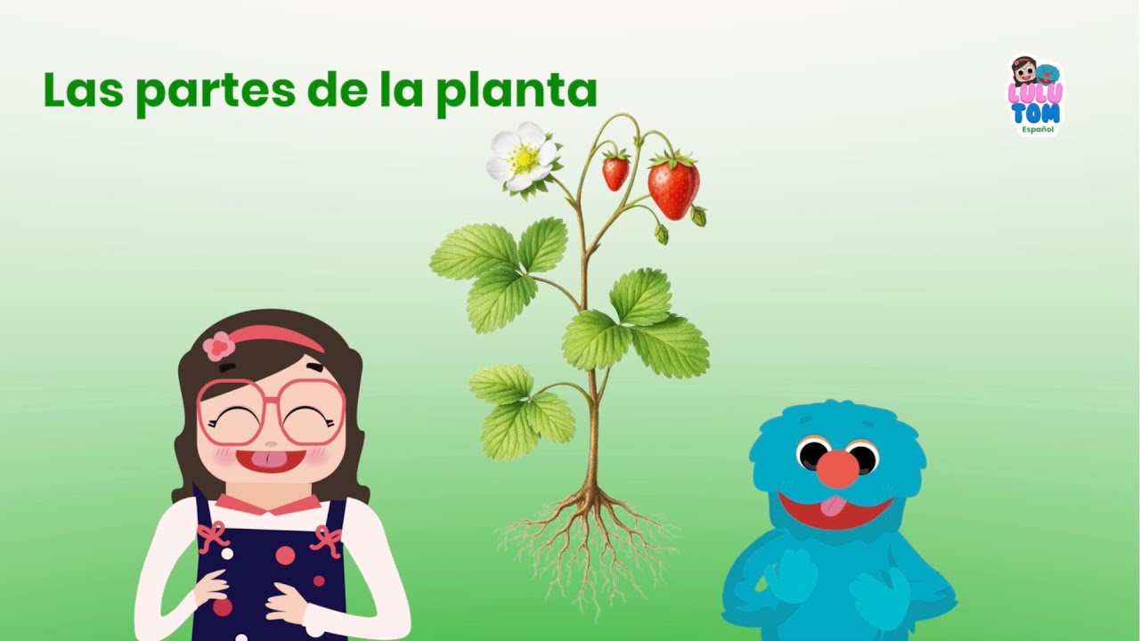 Parts of the Plant | Spanish | LuluTom🌱