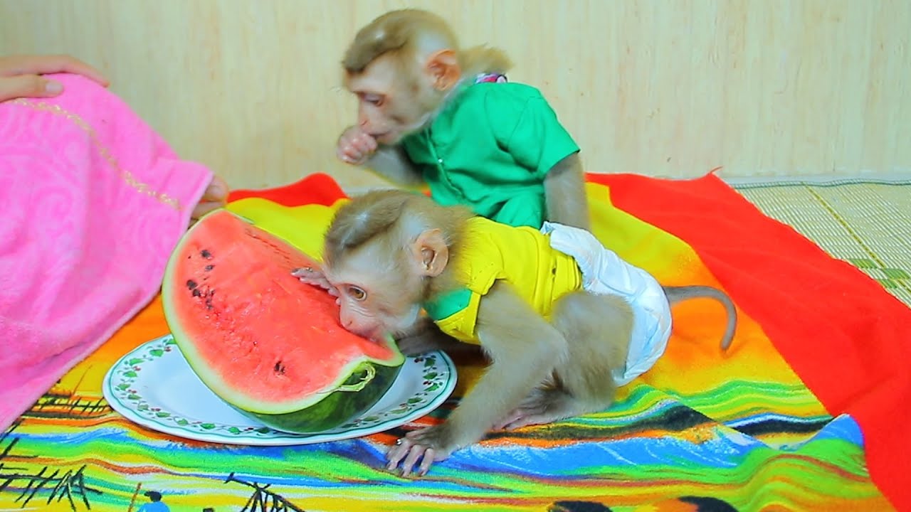 Cutes Two Baby Monkey Loves Watermelon - Monkey Jenny & ABBY eats Watermelon