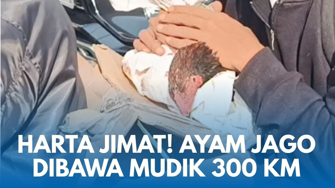 CERITA PEMUDIK Bawa Harta Ayam Adu Berharga Tempuh 300 KM di Motor Jajal Pantura Cirebon