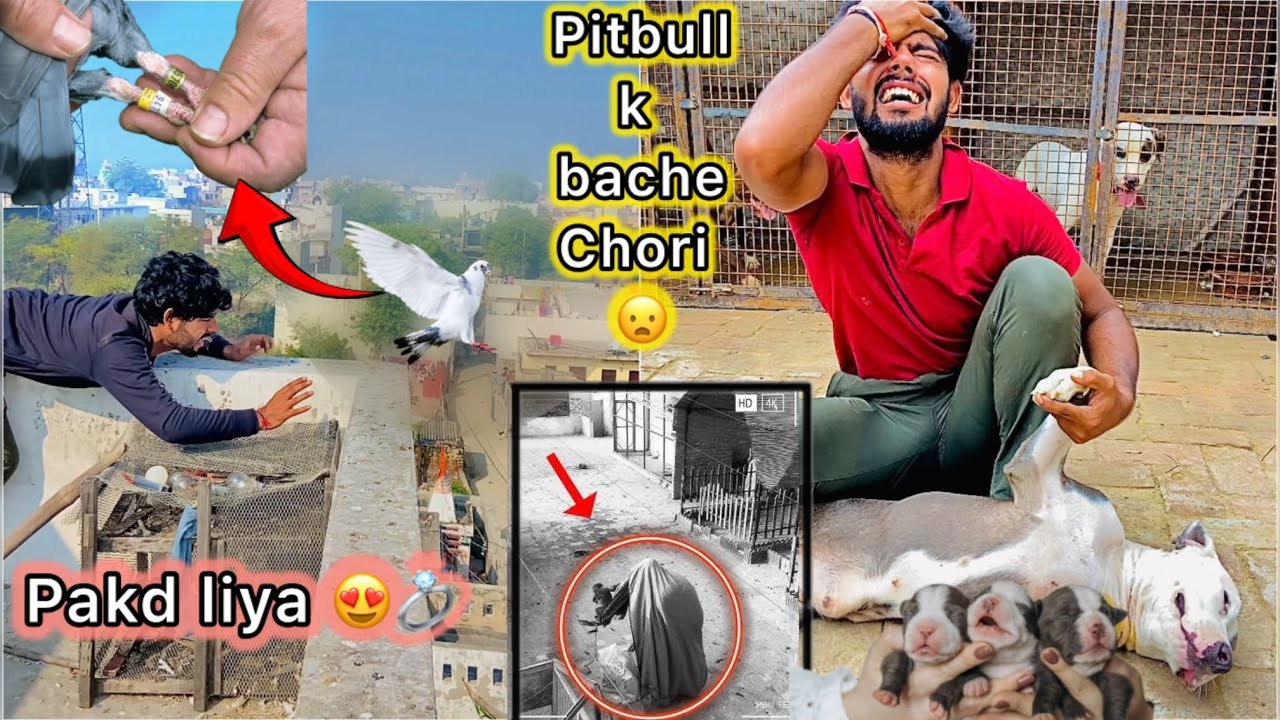 Ring 💍 wala kabutar pakd liya 😍 || Jimmy ( pitbull ) k bache Chori 😑