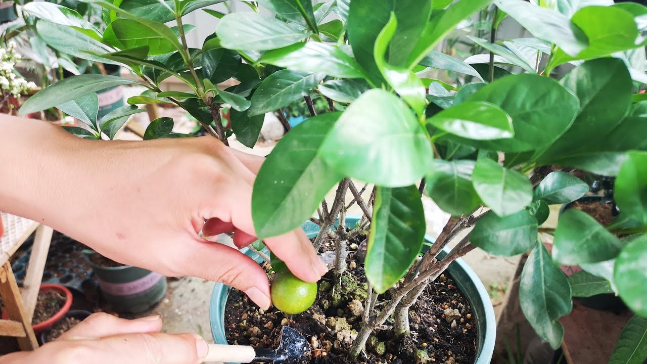 给栀子花补酸，只需盆里埋个“酸果”，养护轻松，更容易爆盆！