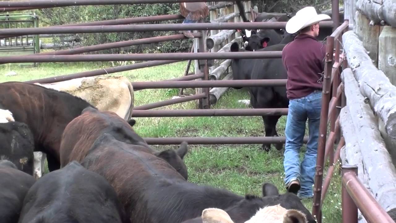 Madrid Cattle Company Summer Cattle Sorting