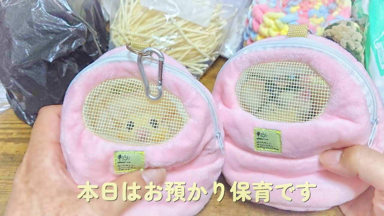 まさかのやっかいモモンガちゃんの？！お預かり保育