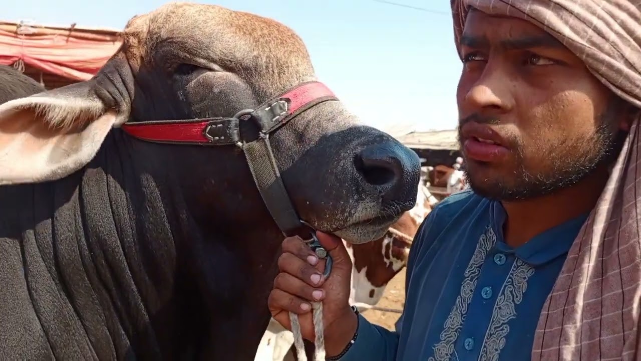 Karachi Malir mandi latest update 13 jan 2026 world animal lovers 