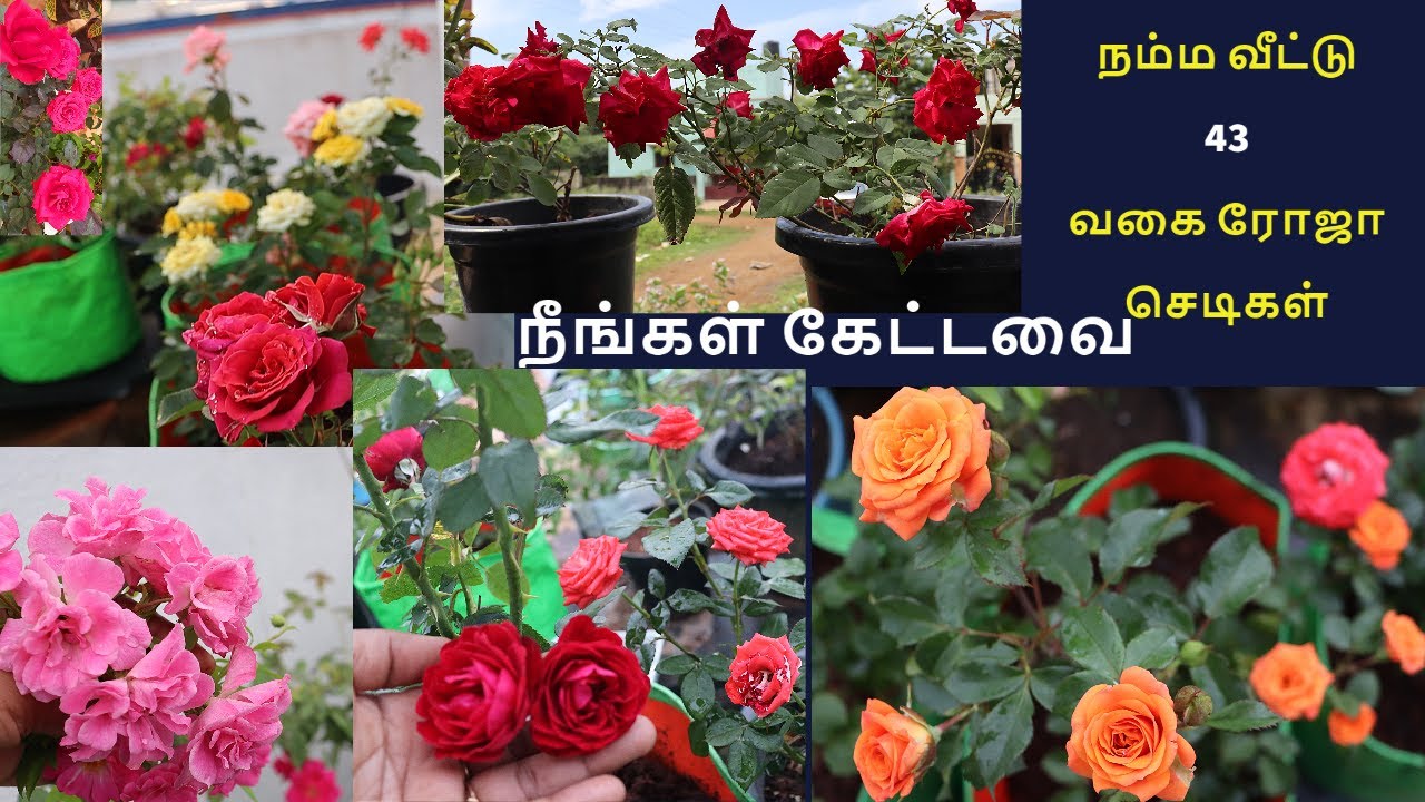நம்ம வீட்டில் உள்ள 43 வகை ரோஜா செடிகள் | நம்ம வீடு ரோஜா தோட்டம் | 43 variety of rose flowers |