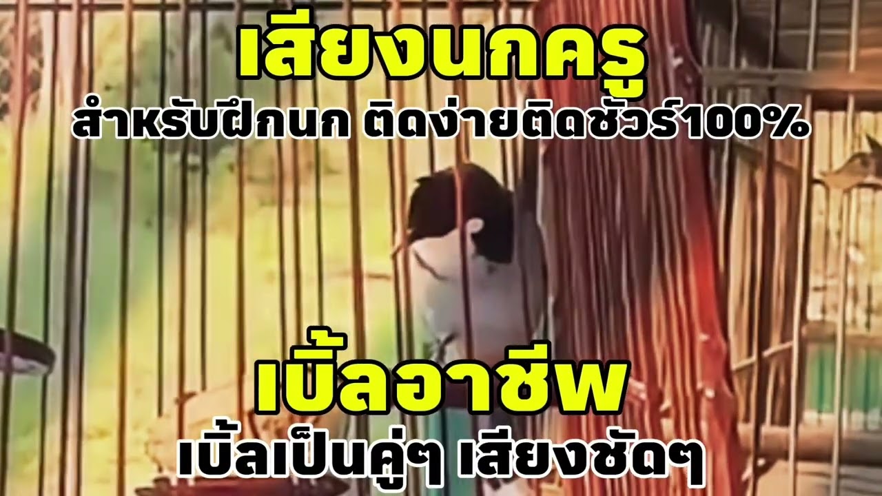 เสียงนกกรงหัวจุก เบิ้ลอาชีพ เบิ้ลเป็นคู่ๆ ดบิ้ลชัดๆ ฝึกนกติดง่ายๆ100% #เสียงกระตุ้นนกรงหัวจุก