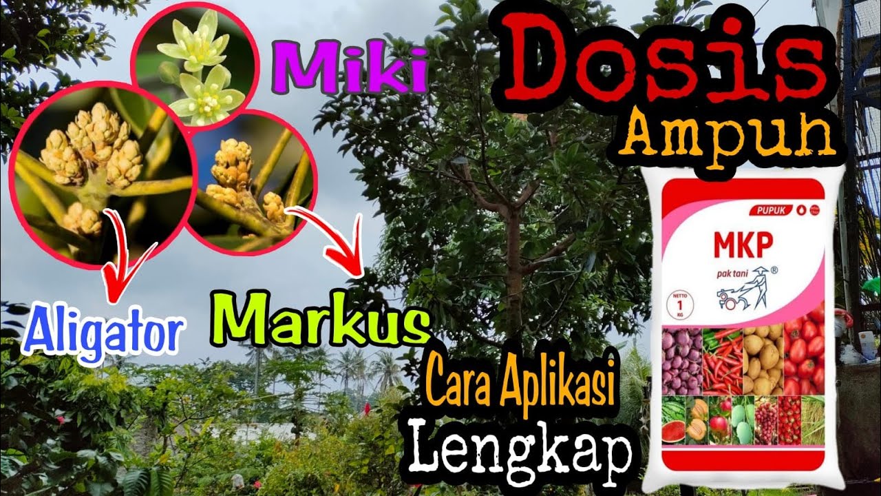 REVIEW DOSIS DAN CARA APLIKSI PUPUK MKP PERANGSANG BUAH ALPUKAT