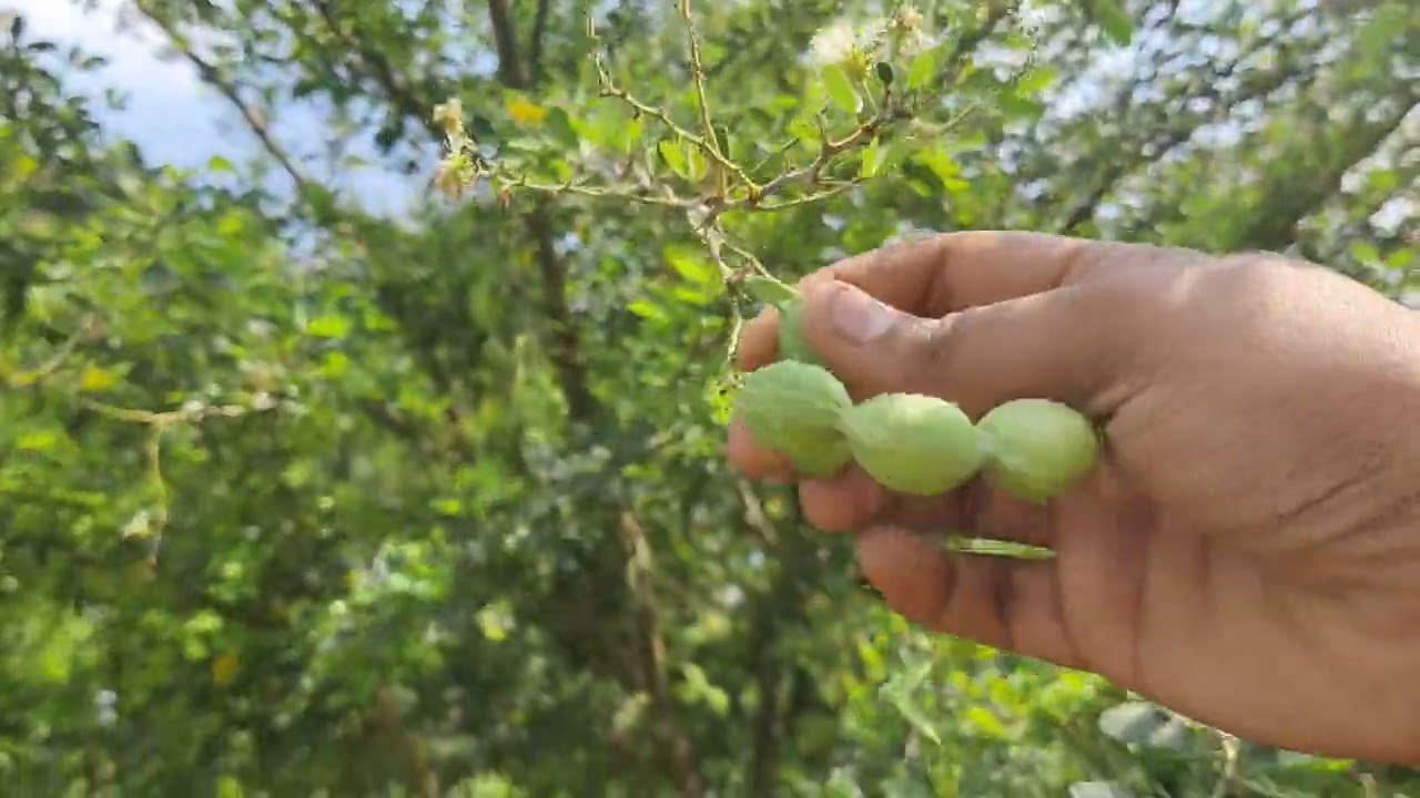 Kodukka Puli ll கொடுக்காபுளி