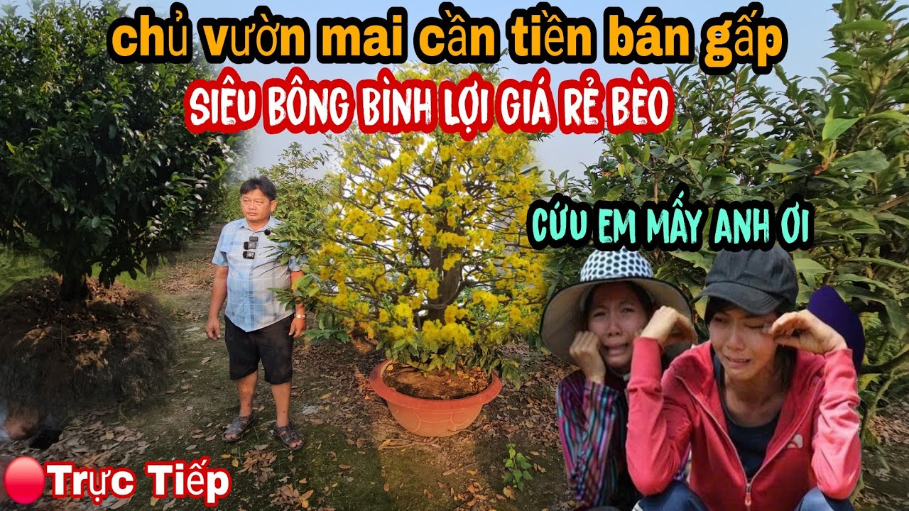 Trời Ơi Chủ Vườn Mai Cần Tiền Bán Gấp Giá Rẻ Bèo Siêu Bông Bình Lợi Ngay Lúc Này 