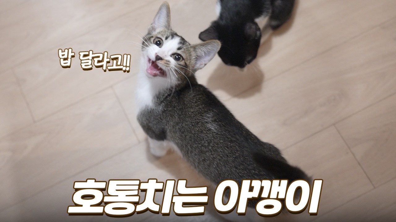 밥 달라고 호통치는 아기 고양이들