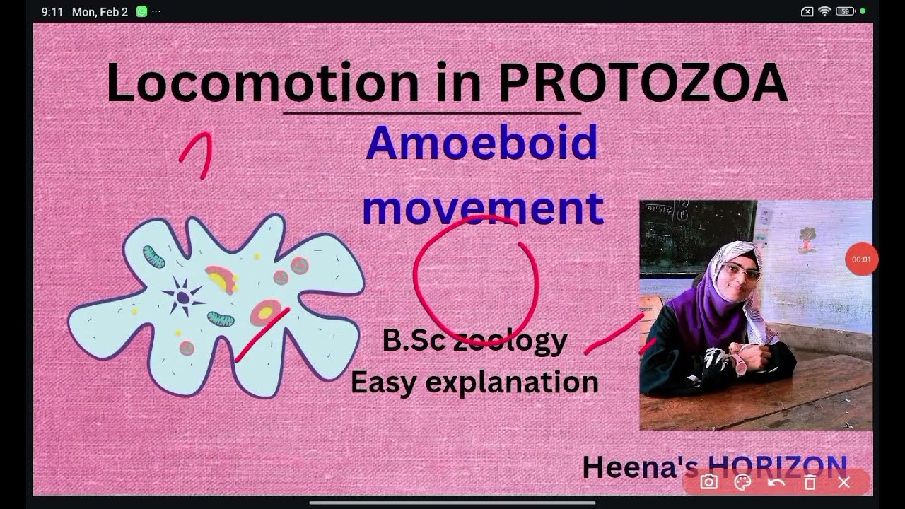 Locomotion in PROTOZOA ll Movement in PROTOZOA ll Amoeboid movement ll B.sc zoology 