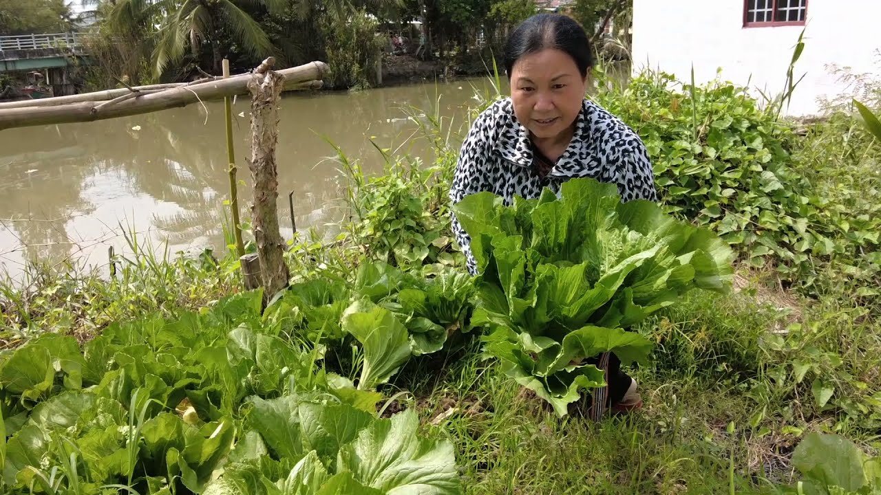 Dưa Cải Chua 