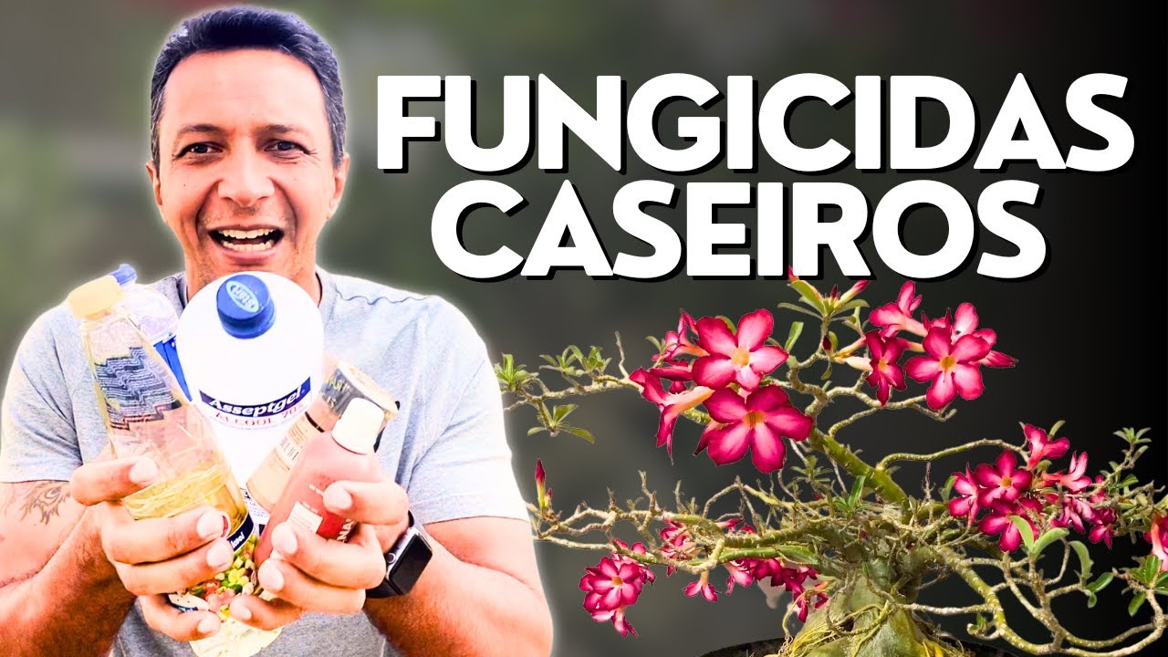 Fungicidas caseiros para evitar podridão em Rosas do Deserto!