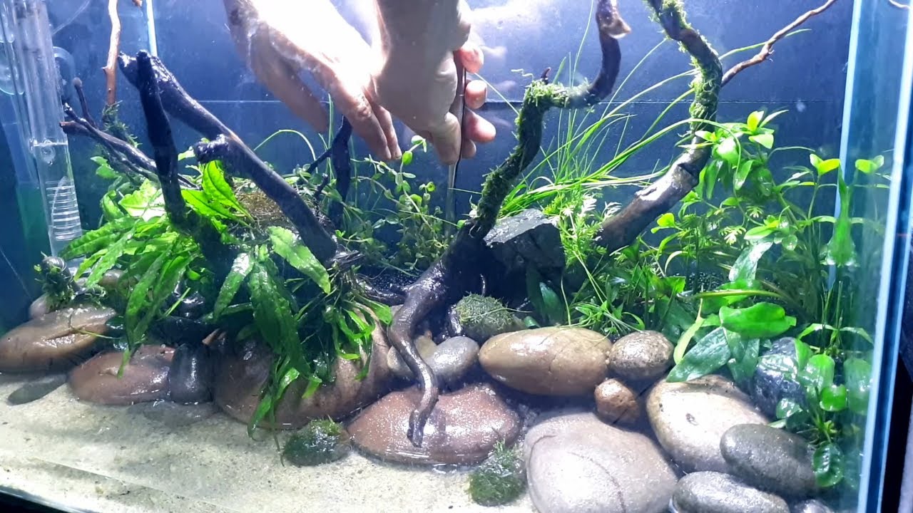 Pebble Aquascape Tutorial - Rare Hardscape Nature Aquarium