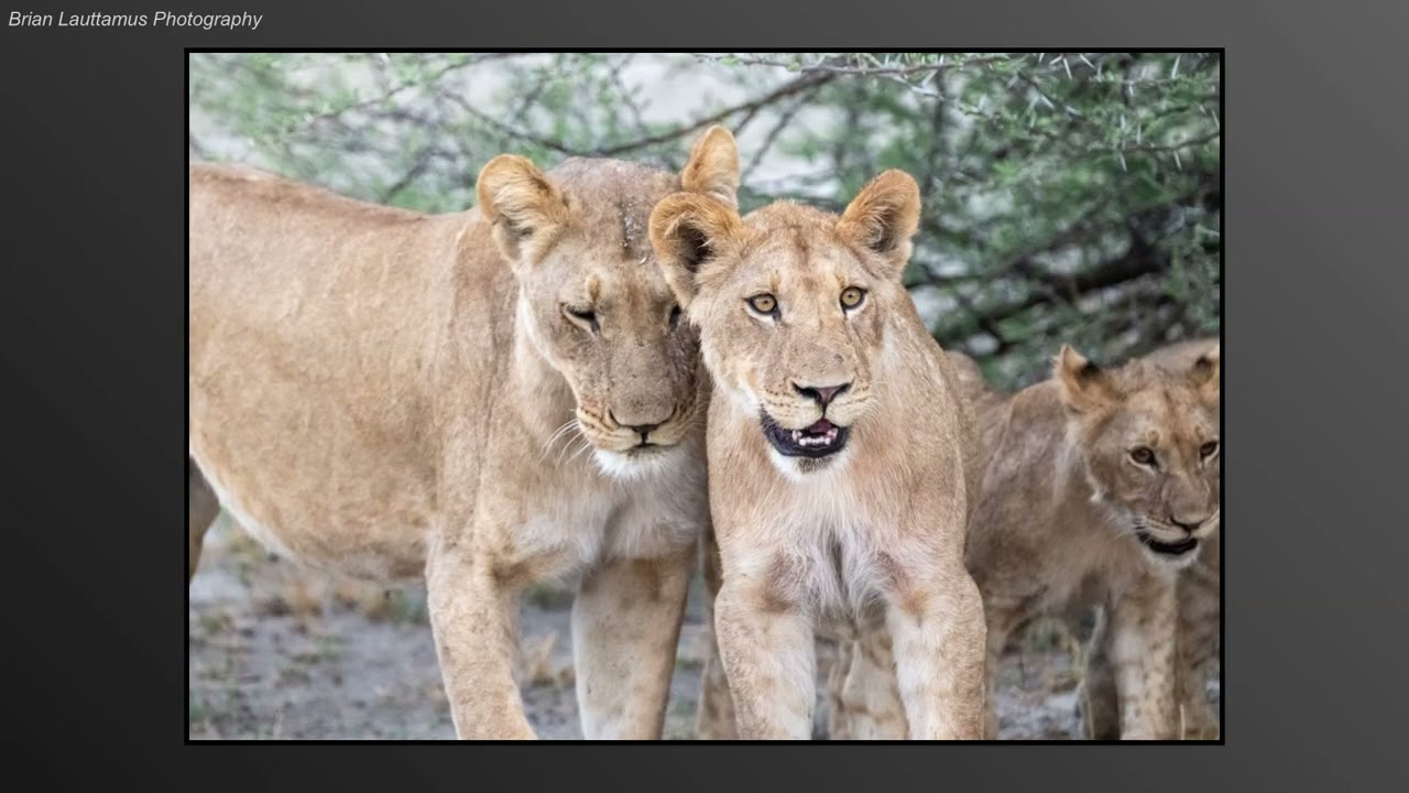 Savuti Botswana Game Drives (Nov. 2023)