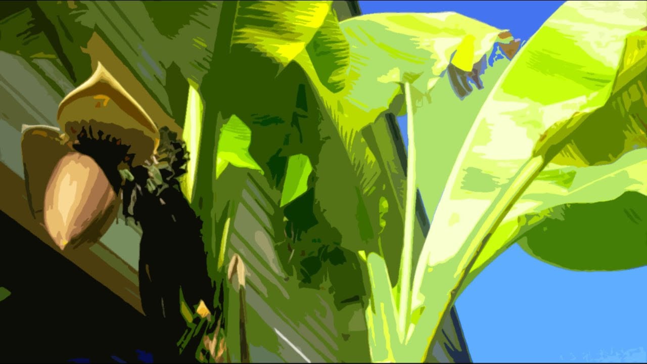 Growing Bananas And Other Tropical Delights Outside the Tropics