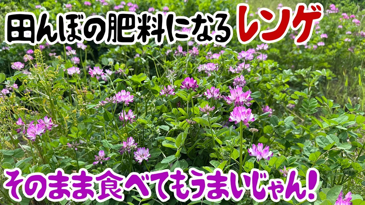 田んぼの肥料になるレンゲ、そのまま食べてもうまいじゃん！