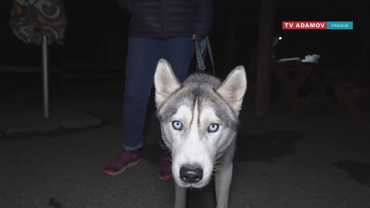 Dogtrekking za pokladem Voka IV. z Hol&scaron;tejna