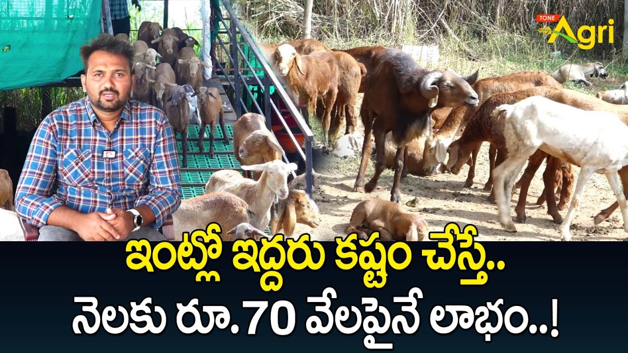 Sheep and Goat Farm Management | ఇంట్లో ఇద్దరు కష్టం చేస్తే.. నెలకు రూ.70 వేలపైనే లాభం..! Tone Agri