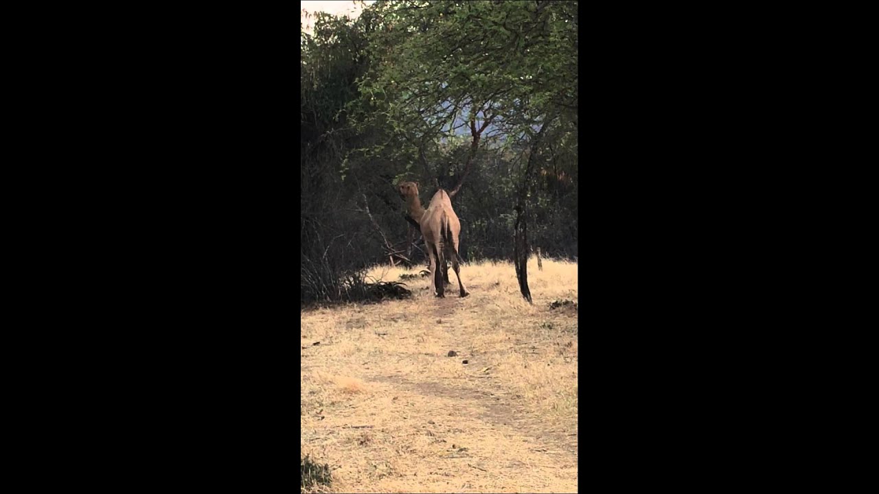 Camel scratching self on tree