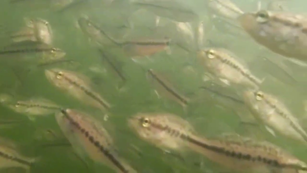 RAS Project for Seabass Nursery System