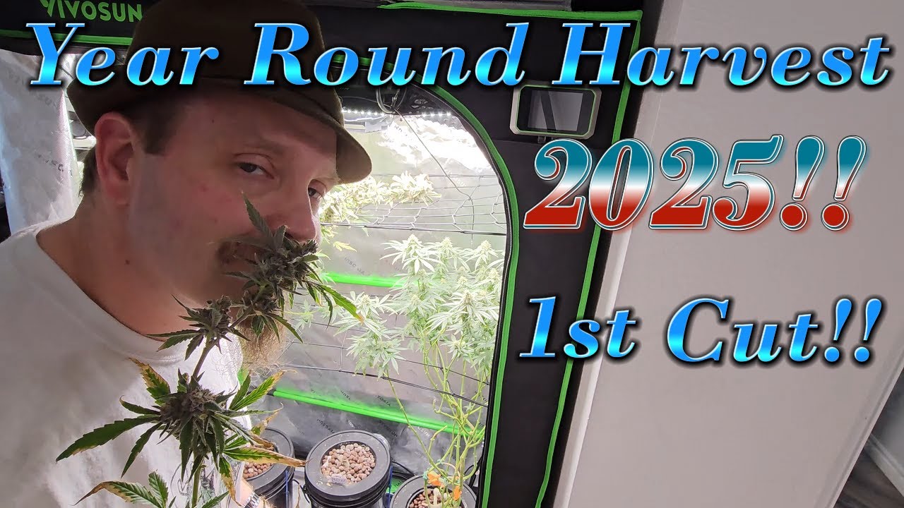 Blue Dream Cannabis Harvest: How I Do It!