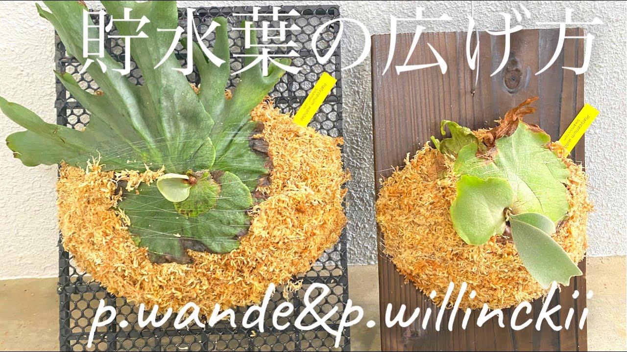 貯水葉の広げ方。ビカクシダワンダエ&ウィリンキー 板付けのご依頼ありがとうございます😊Platycerium  willinckii & Platyceriu wande