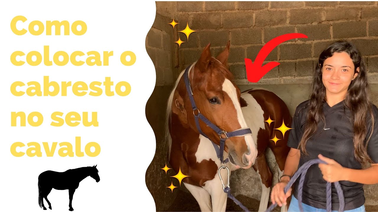 Como colocar um cabresto em um cavalo do jeito certo - Tutorial