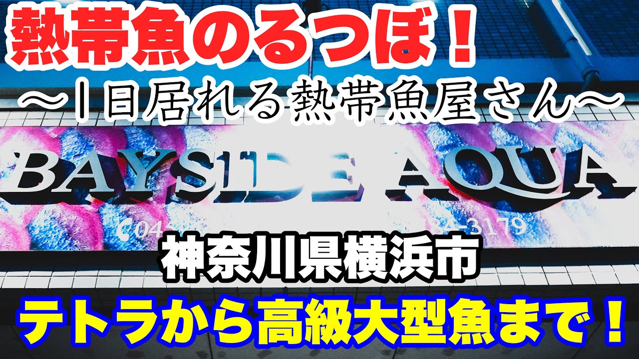 【ショップ訪問】テトラから高級大型魚まで！一日居ても飽きないお店！ベイサイドアクア！神奈川県横浜市　#熱帯魚 #アクアリウム #小型魚 #大型魚