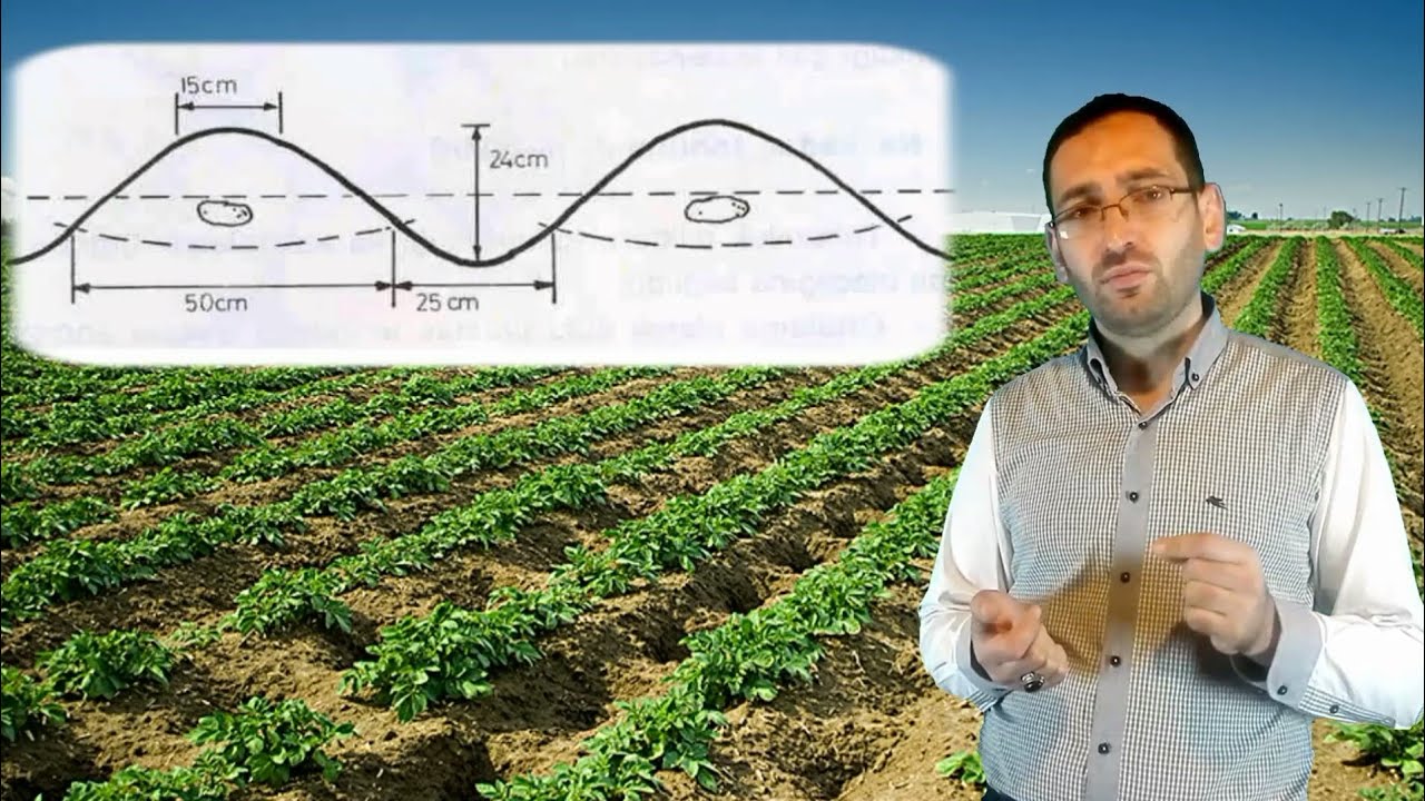 Kartofun yetişdirilməsi 2. gübrələmə,  diblərin ölçüsü, sulama