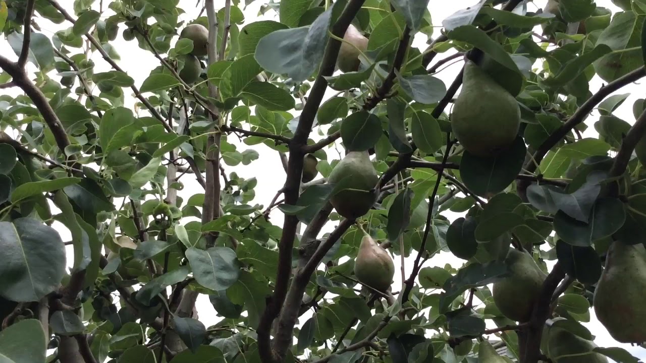 Organic Pears