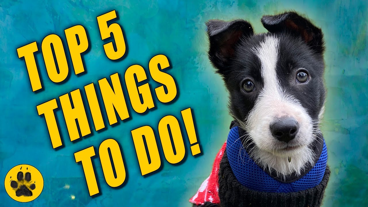 Training my Border Collie Puppy