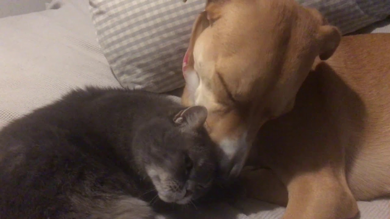 Kedi sever k&ouml;pek Tip (aşırı cat purring i&ccedil;erir)