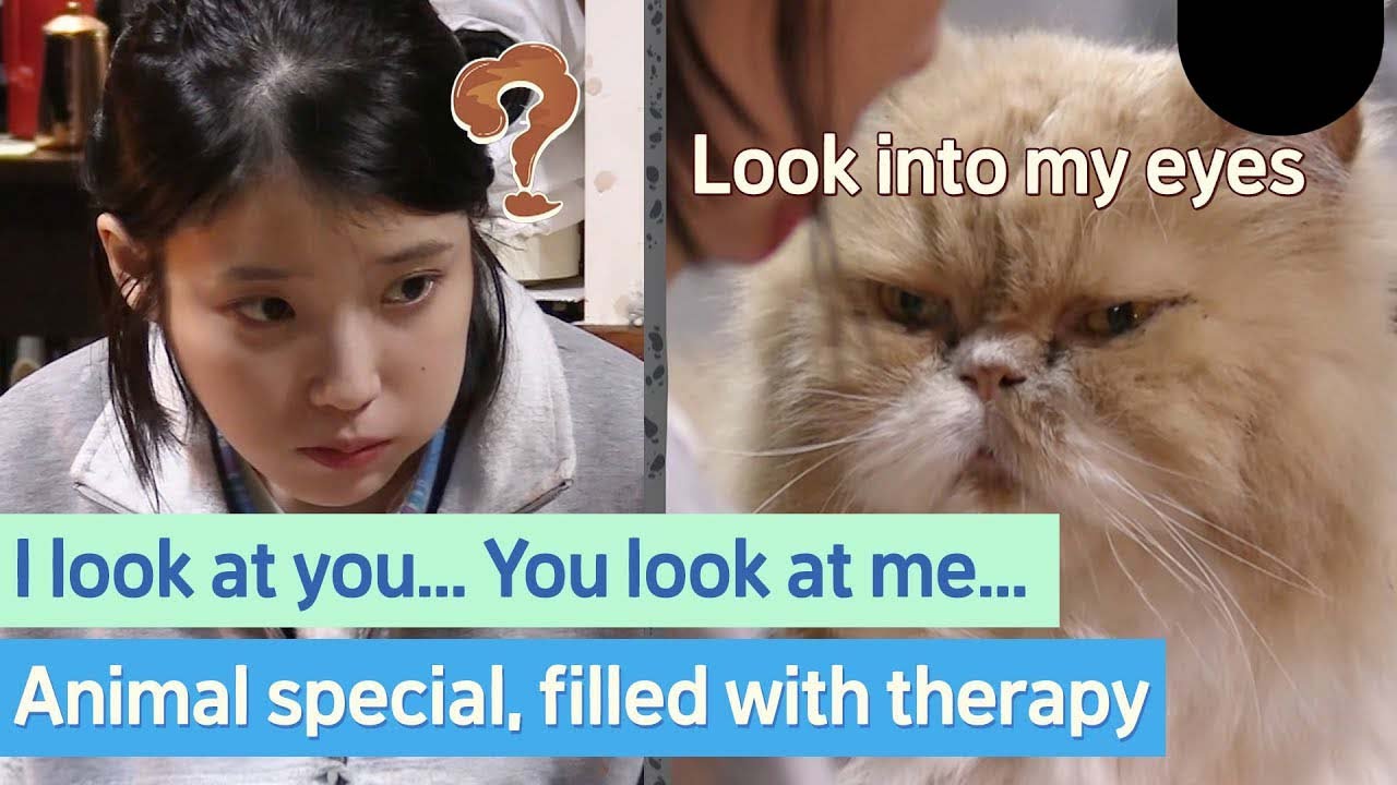 Let's just space out🚀 Hyori's Homestay, animal special, filled with therapy