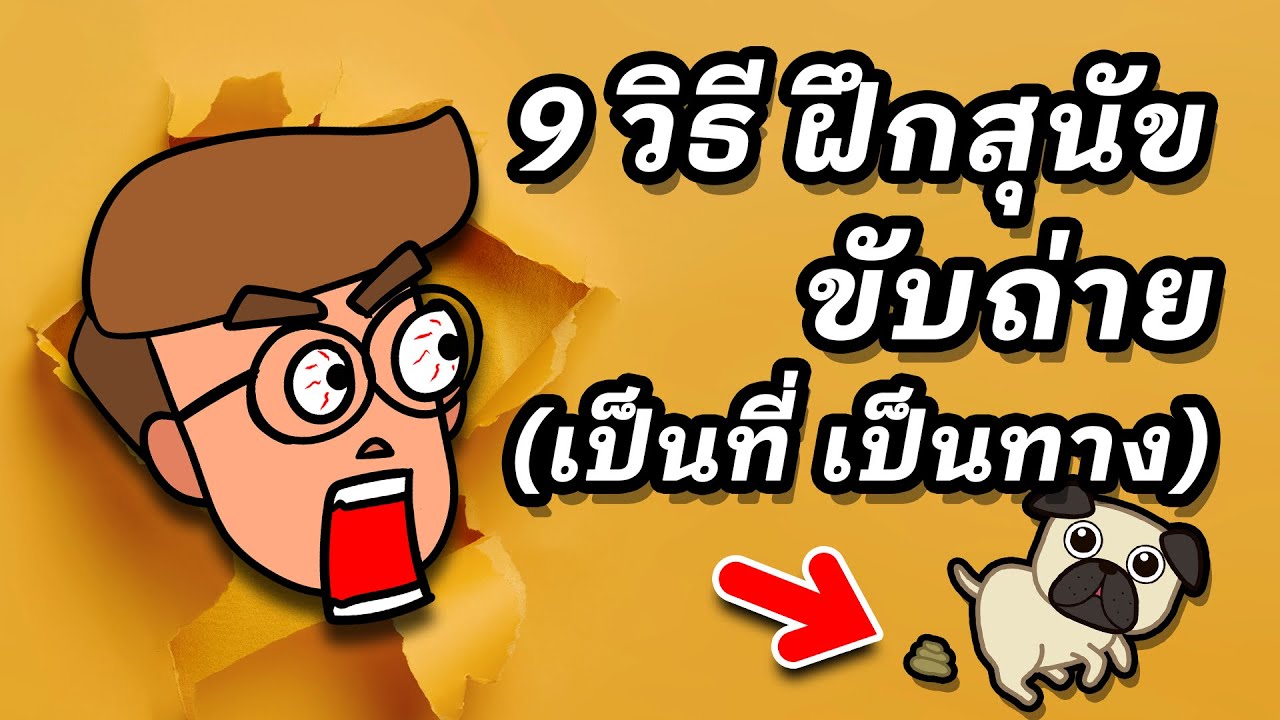 9 วิธีฝึกสุนัขขับถ่ายเป็นที่ (ไม่ต้องตามเช็ดให้เหนื่อยอีกต่อไป)