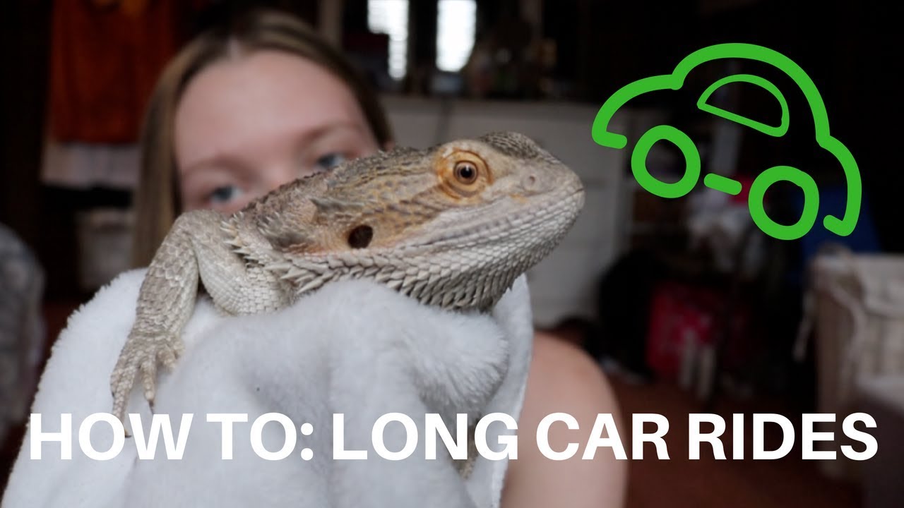 HOW TO TAKE YOUR BEARDED DRAGON ON LONG CAR RIDES
