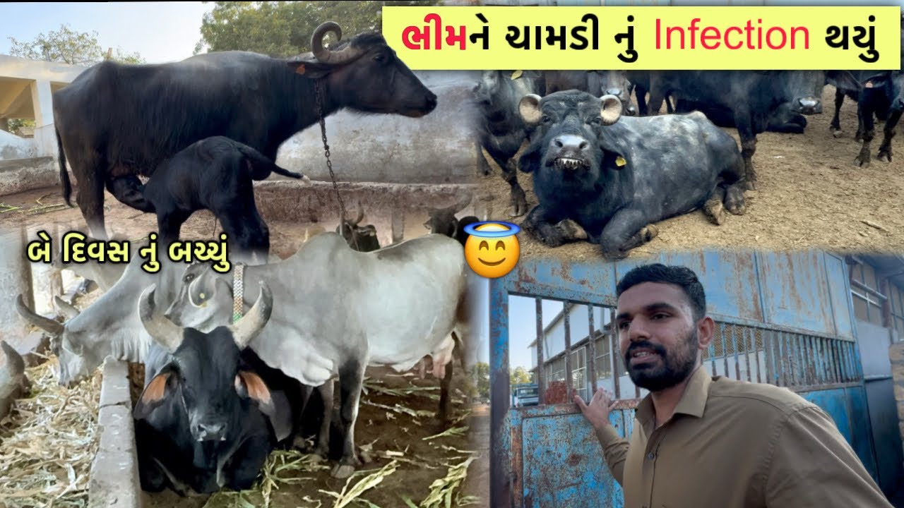 “ભીમ”ભાઈ ને થયું ચામડી નું Infection😳| ભેંશ નું બચ્ચું જોઈ ના લાગે “બે”દિવસ નું 😇