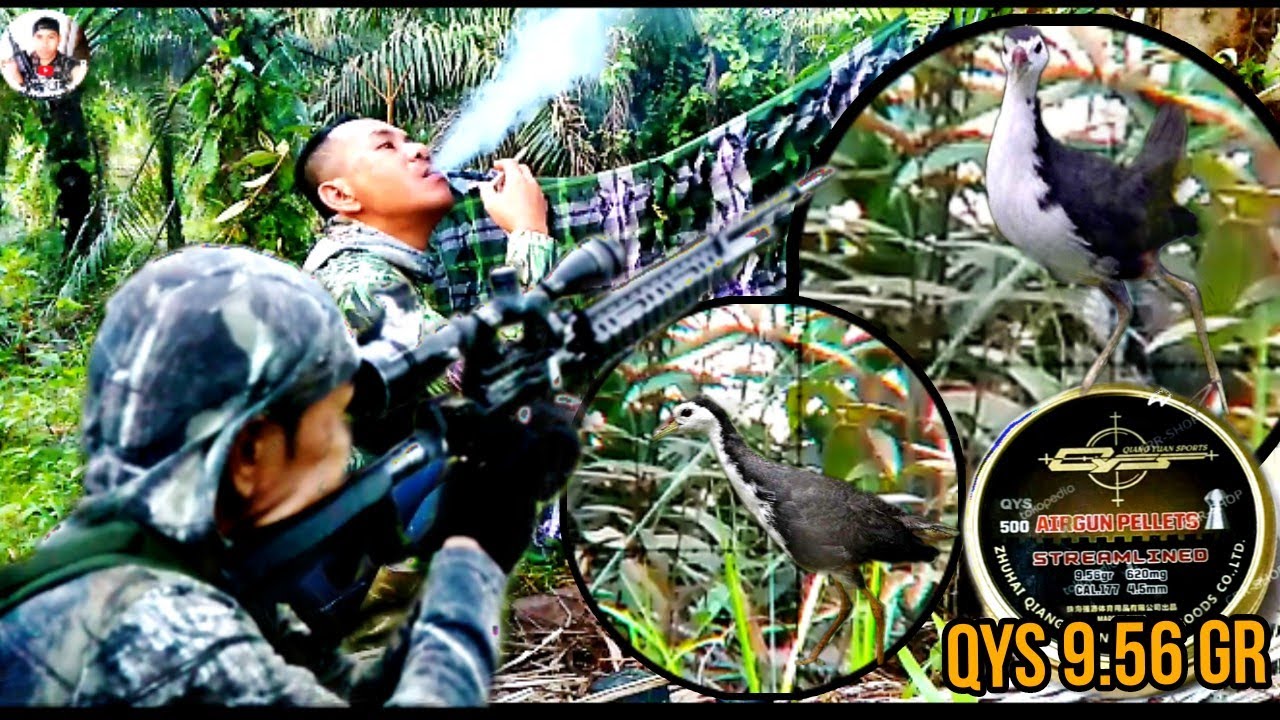 BERBURU RUWAK RUWAK/AIR GUN HUNTING  QYS DHOME 9.56gr#kalimantan #berburu #pcp #ruwakruwak #reels
