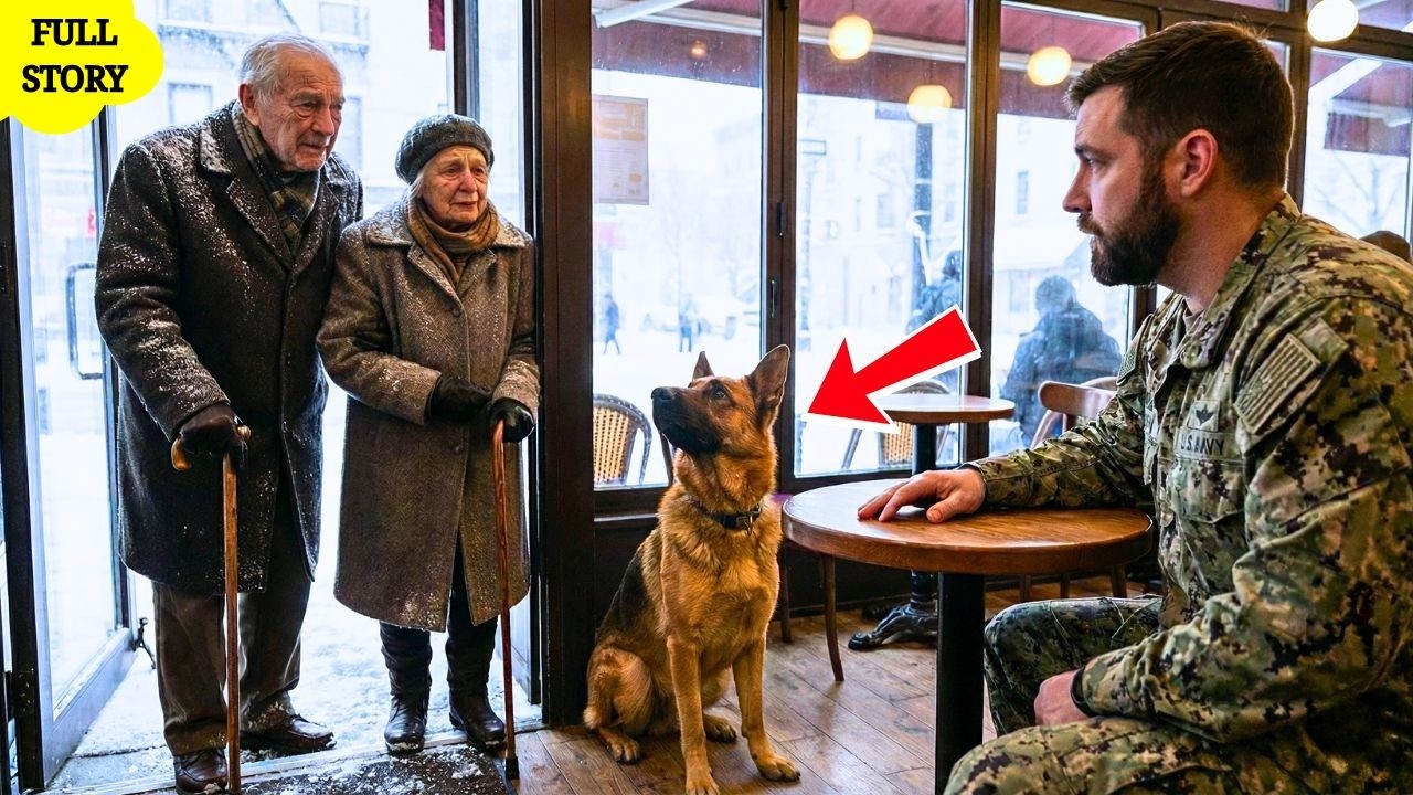 “Can We Rest Here?” An Elderly Couple Meets a Navy SEAL and His Dog — What Followed Brought Hope