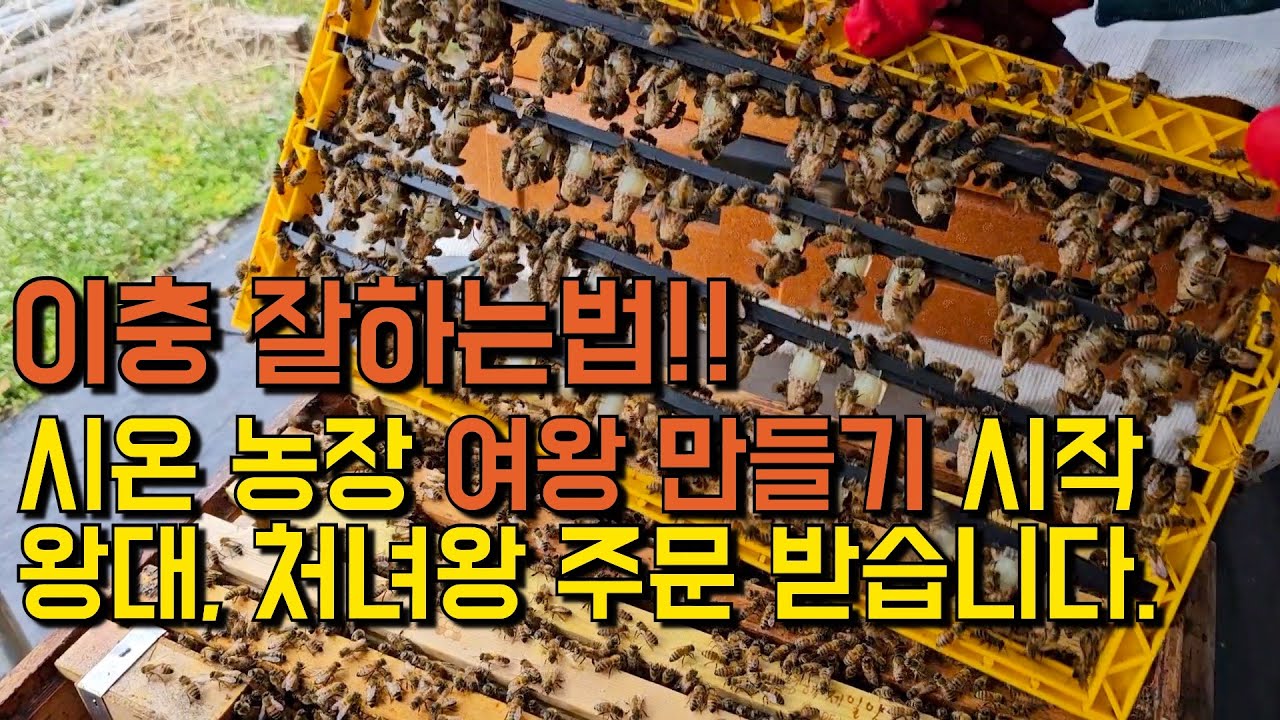 시온농장 여왕 만들기 시작 / 왕대, 처녀왕 주문 받습니다 / 영상 끝까지 보기